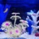 Kiv__l__-szilikon-mesters__ges-korall-FishTank-dekor__ci__-az-akv__riumi-terr__riumhoz-N84C