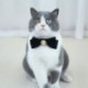 Eleg__ns-macska-esk__v__i-nyak__rv-Bowknot-kis__llatnyak__rvekkel-f__nyk__pez__si-kell__kekkel-N84C